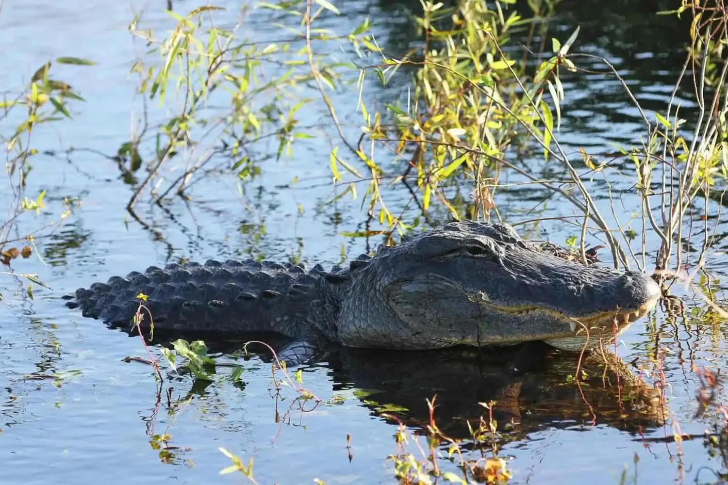 Everglades Tour
